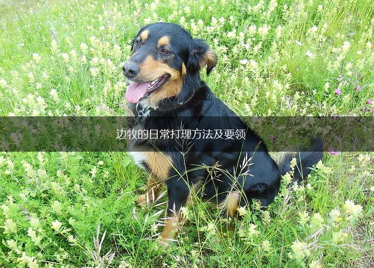 边牧的日常打理方法及要领,第1张