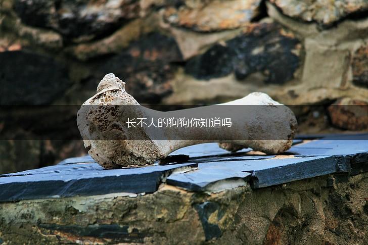 长不大的狗狗你知道吗,第1张