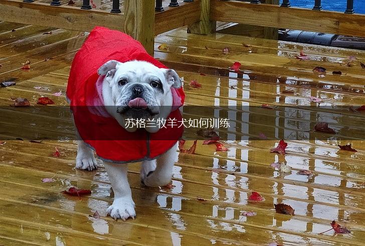 苏格兰牧羊犬如何训练,第1张 苏格兰牧羊犬如何训练,第1张