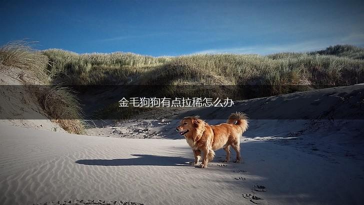 金毛狗狗有点拉稀怎么办,第1张 金毛狗狗有点拉稀怎么办,第1张