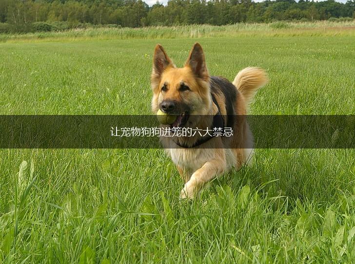 让宠物狗狗进笼的六大禁忌,第1张