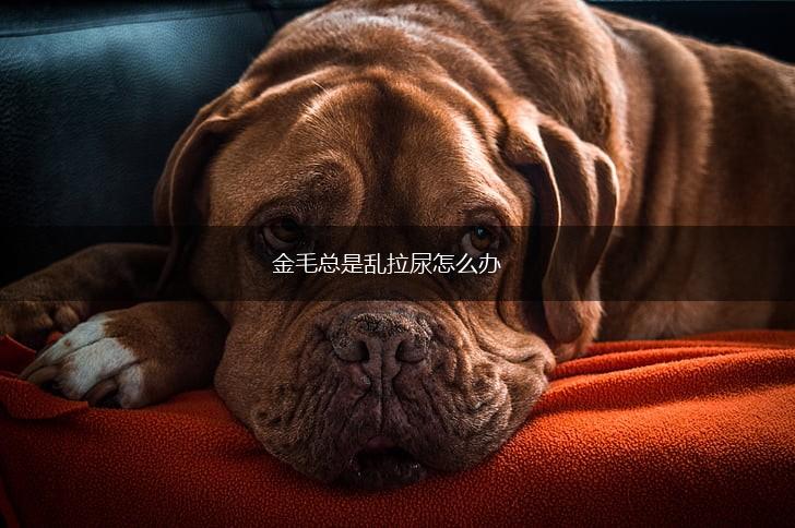 金毛总是乱拉尿怎么办,第1张