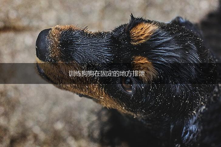 训练狗狗在固定的地方排泄,第1张 训练狗狗在固定的地方排泄,第1张