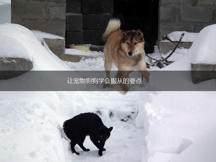 让宠物狗狗学会服从的要点,第1张