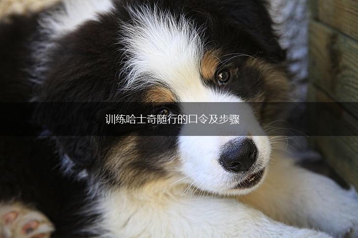 训练哈士奇随行的口令及步骤,第1张 训练哈士奇随行的口令及步骤,第1张