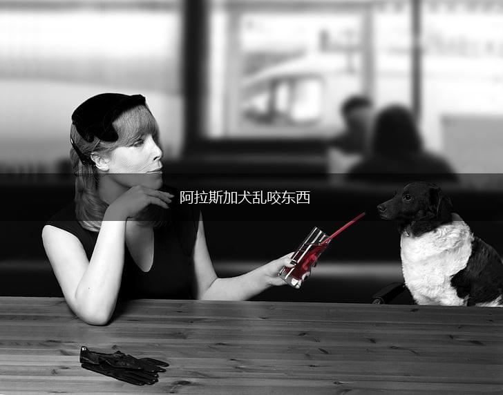 阿拉斯加犬乱咬东西,第1张 阿拉斯加犬乱咬东西,第1张