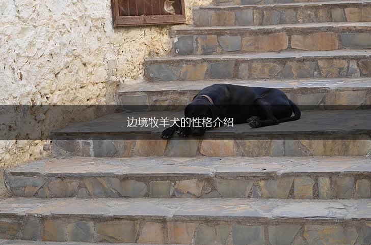 边境牧羊犬的性格介绍,第1张