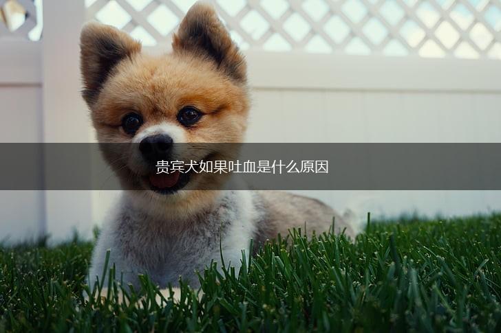 贵宾犬如果吐血是什么原因,第1张