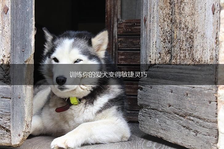 训练你的爱犬变得敏捷灵巧,第1张