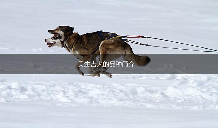 贝生吉犬的品种简介,第1张 贝生吉犬的品种简介,第1张