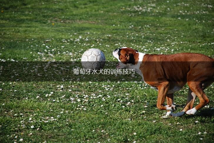 葡萄牙水犬的训练技巧,第1张