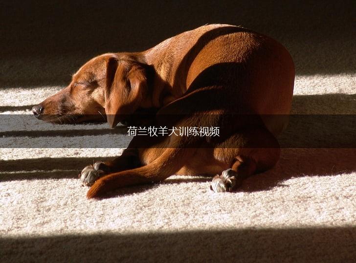 荷兰牧羊犬训练视频,第1张