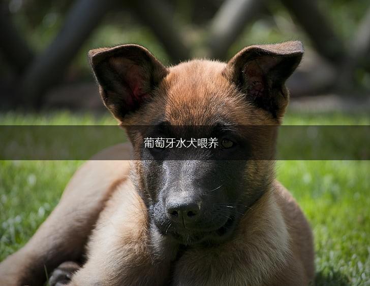 葡萄牙水犬喂养,第1张