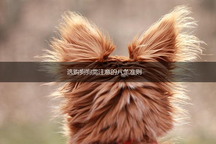 选购狗狗需注意的八条准则,第1张