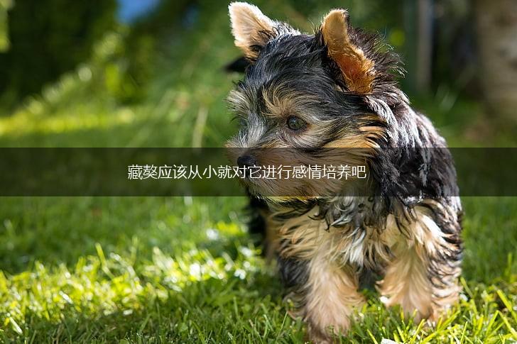 藏獒应该从小就对它进行感情培养吧,第1张