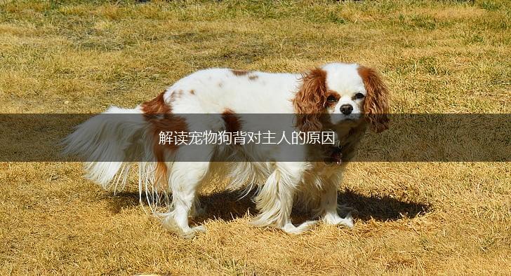 解读宠物狗背对主人的原因,第1张