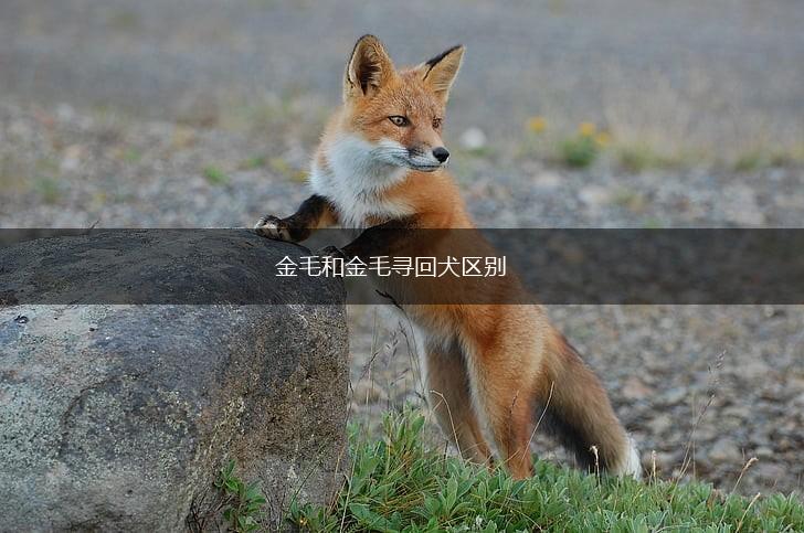 金毛和金毛寻回犬区别,第1张