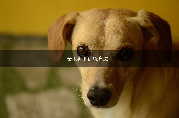 金毛狗的训练方法,第1张