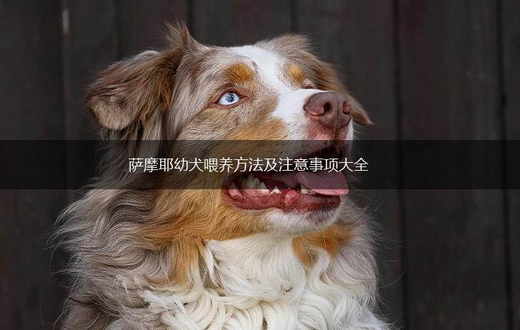 萨摩耶幼犬喂养方法及注意事项大全,第1张