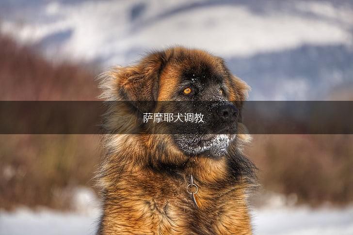 萨摩耶犬调教,第1张