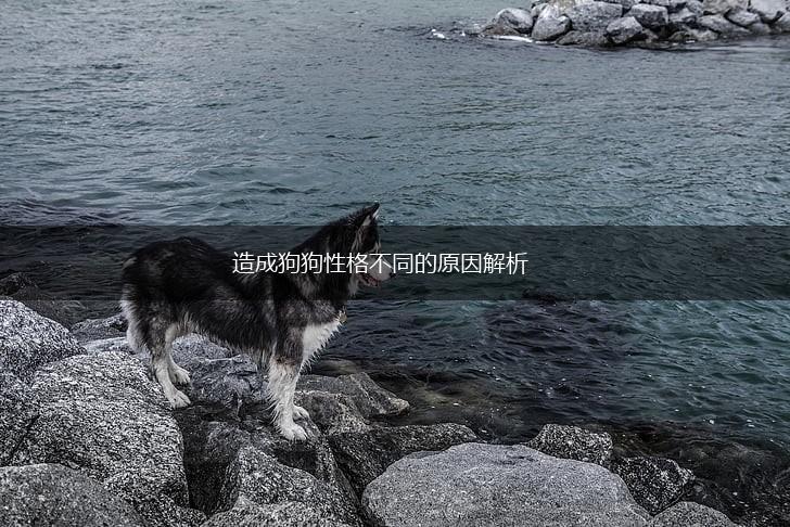 造成狗狗性格不同的原因解析,第1张