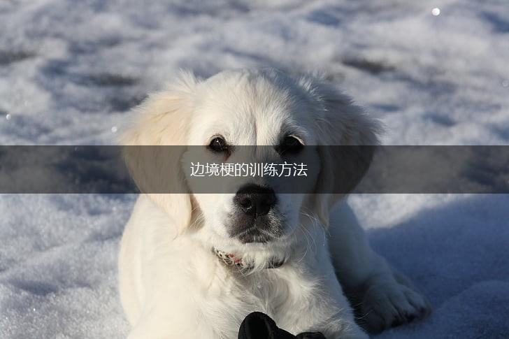 边境梗的训练方法,第1张 边境梗的训练方法,第1张