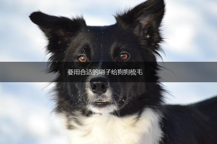 要用合适的刷子给狗狗梳毛,第1张