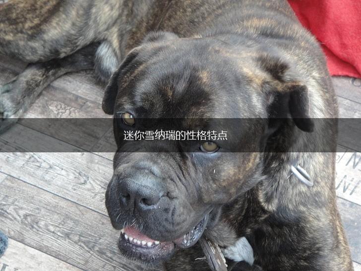 迷你雪纳瑞的性格特点,第1张