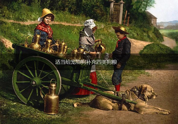 适当给宠物狗补充四类狗粮,第1张