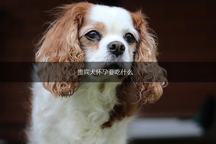 贵宾犬怀孕要吃什么,第1张