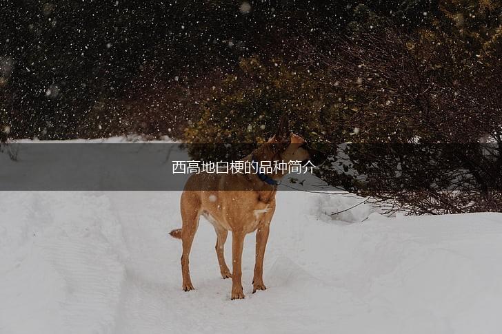 西高地白梗的品种简介,第1张
