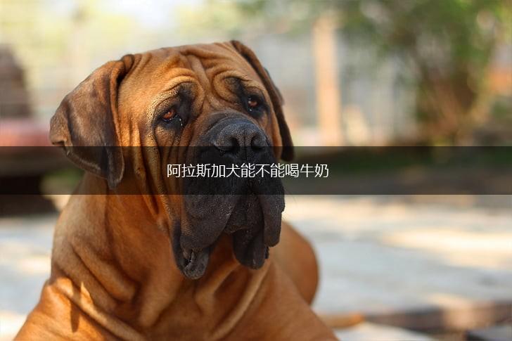 阿拉斯加犬能不能喝牛奶,第1张