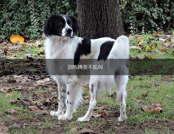 训练博美不乱叫,第1张