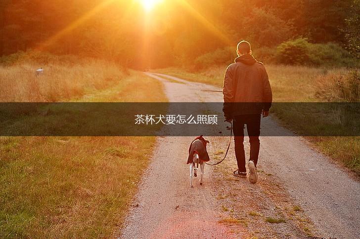 茶杯犬要怎么照顾,第1张