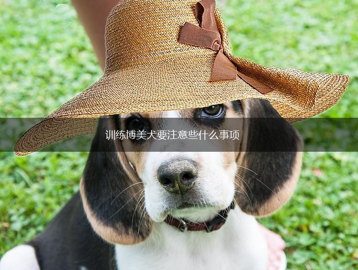 训练博美犬要注意些什么事项,第1张 训练博美犬要注意些什么事项,第1张