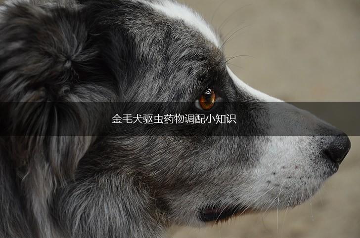 金毛犬驱虫药物调配小知识,第1张