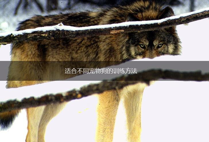适合不同宠物狗的训练方法,第1张