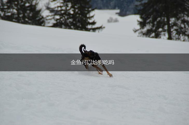 金鱼可以给狗吃吗,第1张