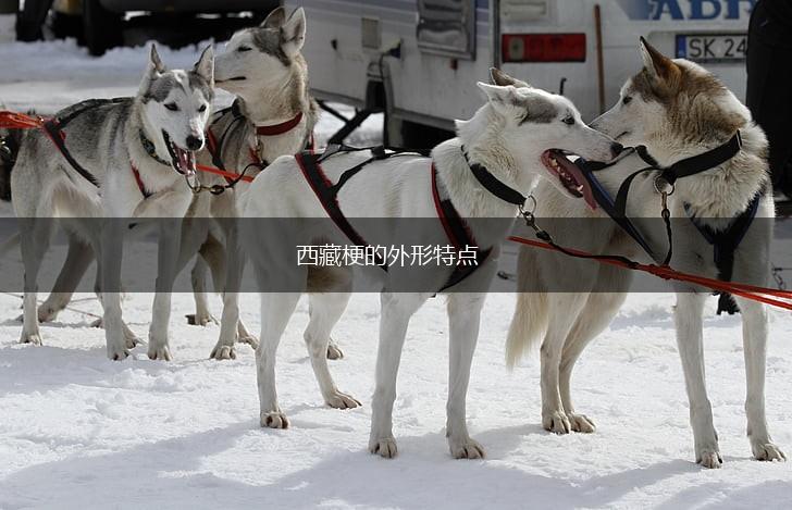 西藏梗的外形特点,第1张