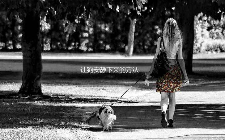 让狗安静下来的方法,第1张