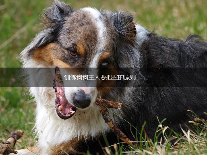 训练狗狗主人要把握的原则,第1张