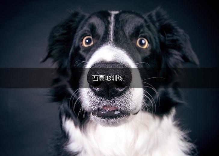 西高地训练,第1张 西高地训练,第1张