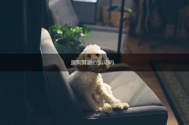 遛狗算剧烈运动吗,第1张