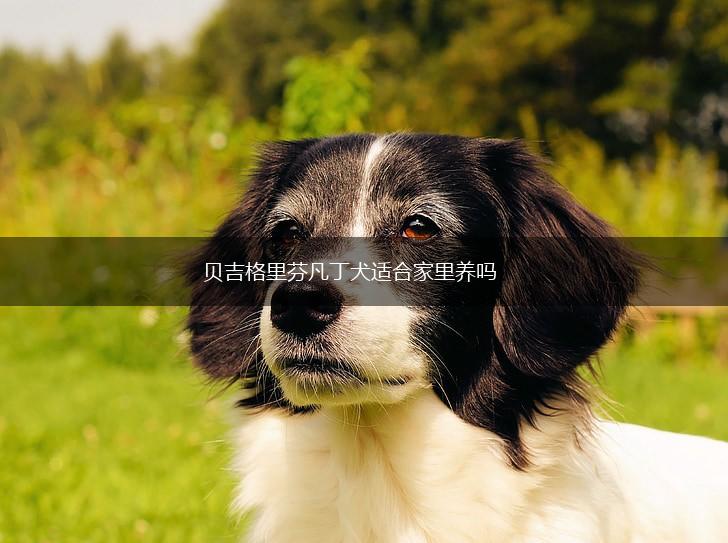 贝吉格里芬凡丁犬适合家里养吗,第1张