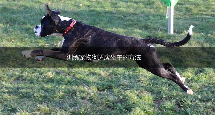 训练宠物狗适应坐车的方法,第1张