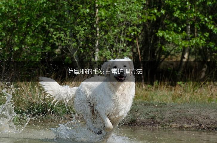 萨摩耶的毛发日常护理方法,第1张 萨摩耶的毛发日常护理方法,第1张
