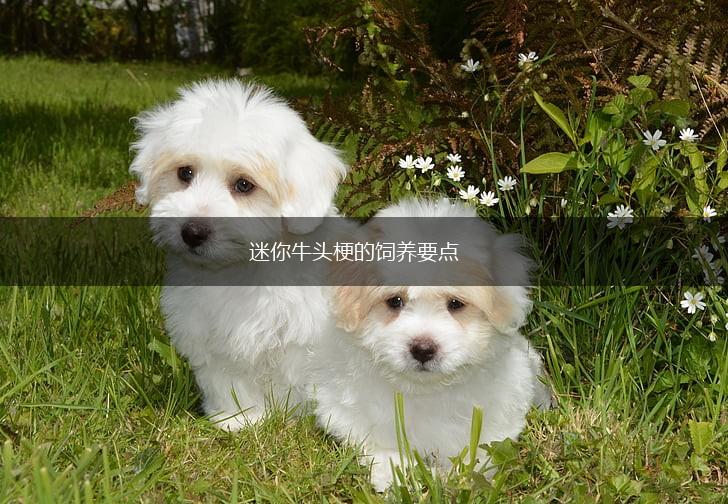 迷你牛头梗的饲养要点,第1张