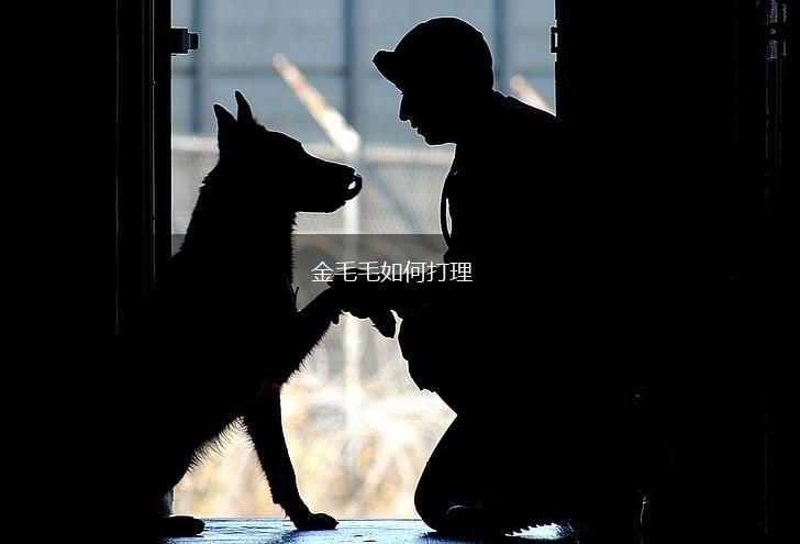 金毛毛如何打理,第1张