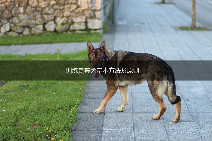 训练贵宾犬基本方法及原则,第1张 训练贵宾犬基本方法及原则,第1张