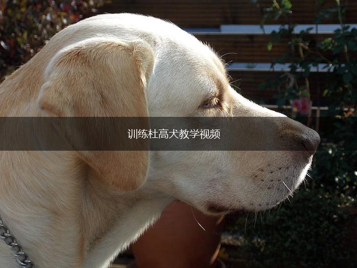训练杜高犬教学视频,第1张